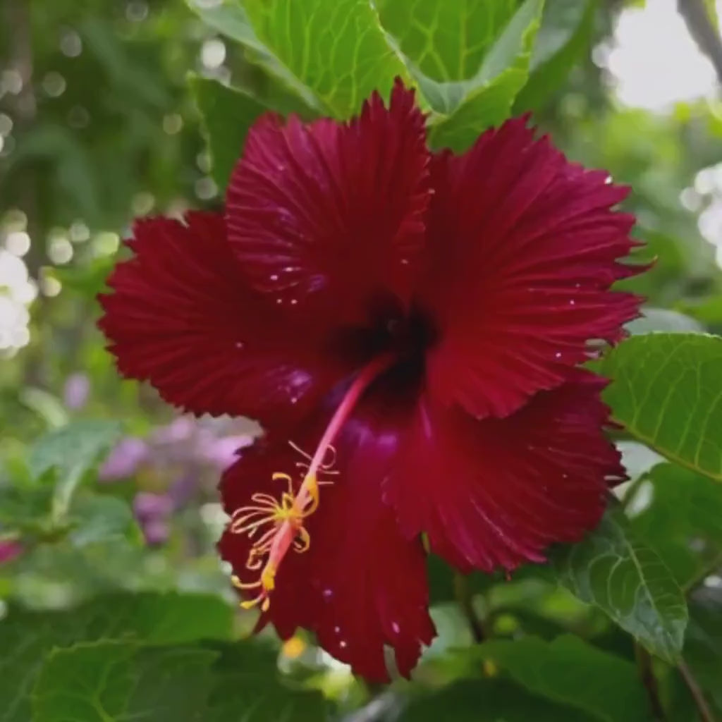 Organic Hibiscus Tea, Dried Hibiscus Flowers, Loose Leaf Herbal Tea, Caffeine Free Tea, Sorrel Tea, Jamaica Tea