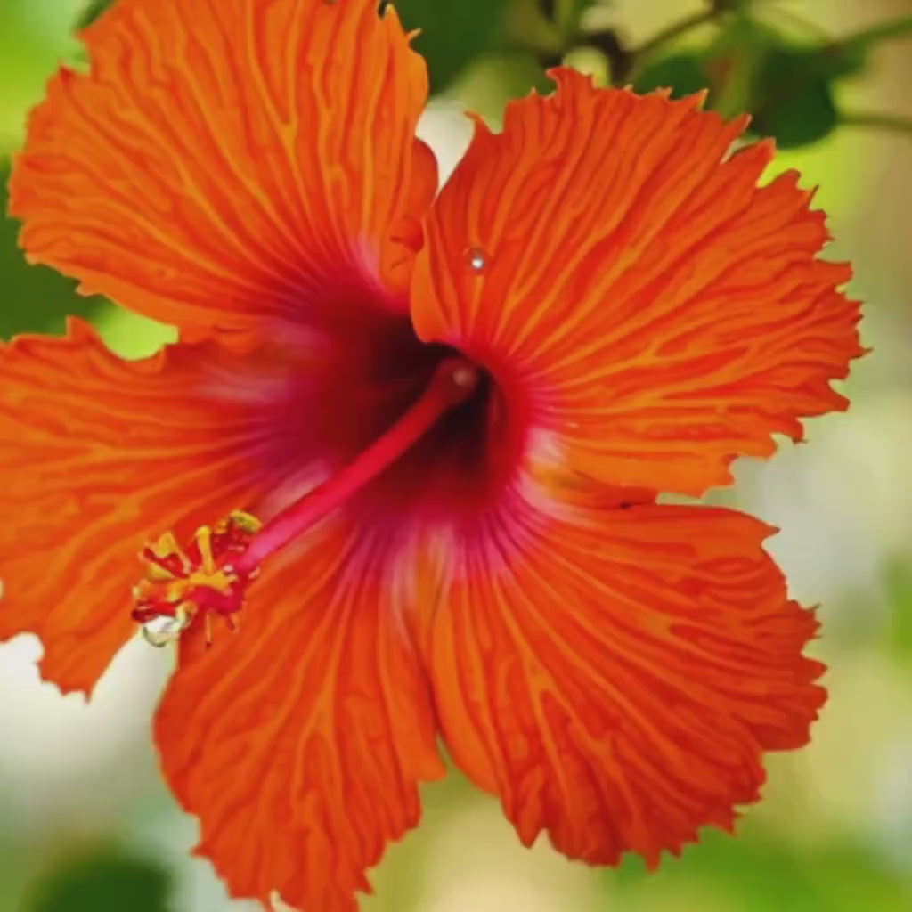 Organic Hibiscus Tincture | Hibiscus Extract | Traditional Herbal Botanical