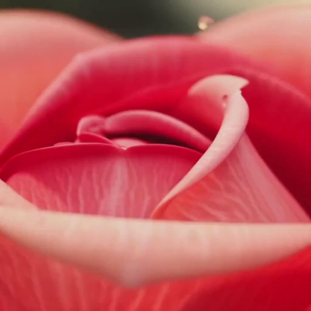 Rose Petal Tincture