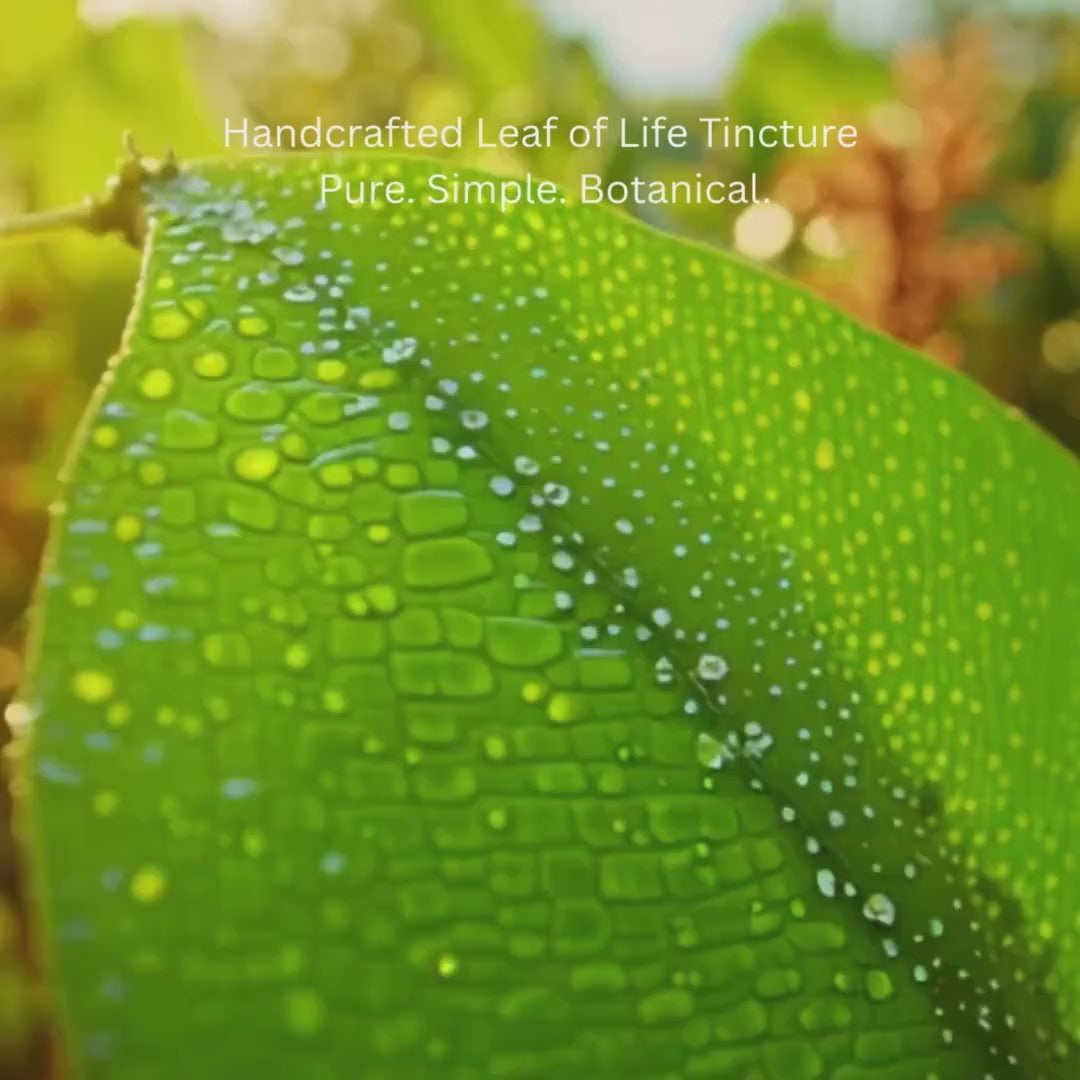 Leaf of Life Herbal Tincture | Botanical Wellness Drops