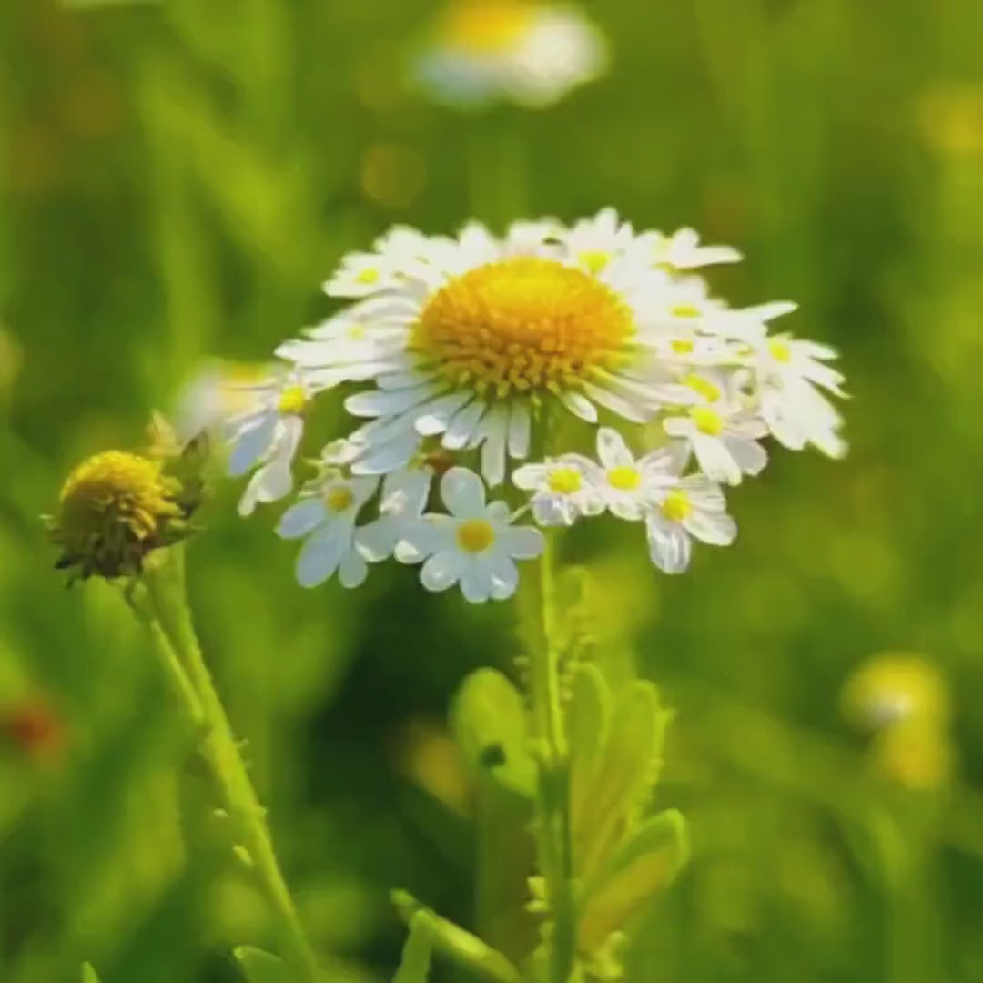 Chamomile Herbal Tincture | Botanical Wellness Drops