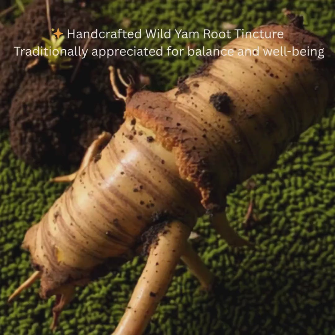 Wild Yam Root Tincture, Dioscorea Villosa Herbal Extract, Alcohol Botanical, Traditional Preparation