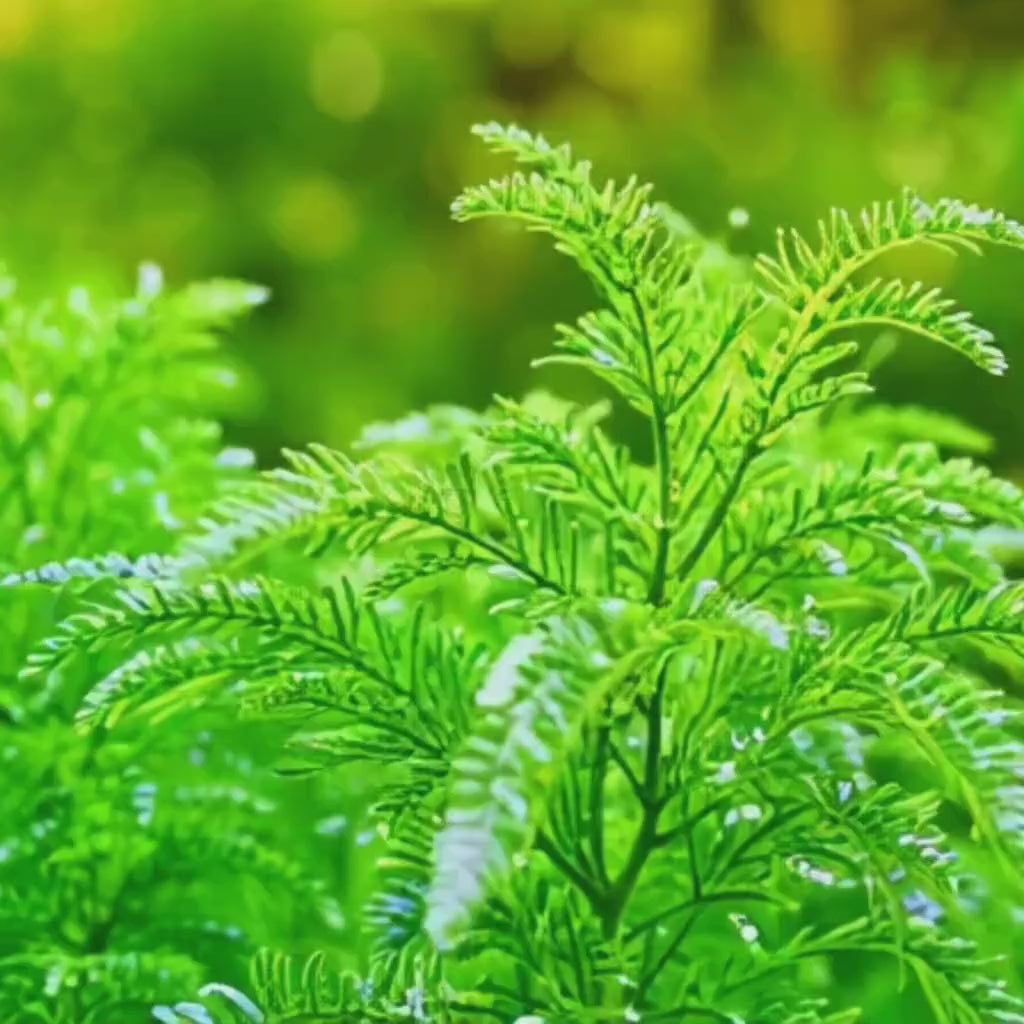 Wormwood Tincture Herbal Wellness Tincture