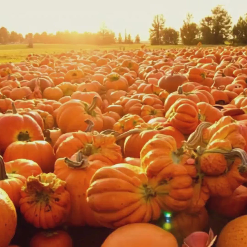 Freeze-Dried Pumpkin & Sweet Potato Puffs for Dogs & Cats