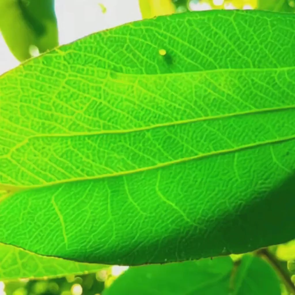 Mango Leaf Tincture | Herbal Extract for Blood Sugar Balance, Heart & Digestive Support