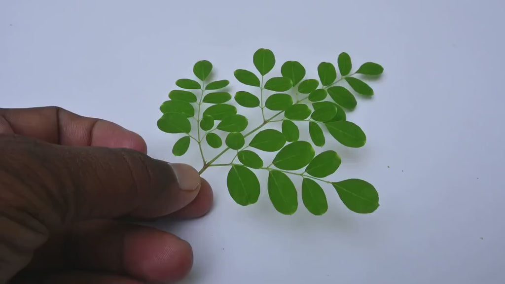 Moringa Leaf Tincture | Botanical Herbal Extract | Alcohol-Based Drops