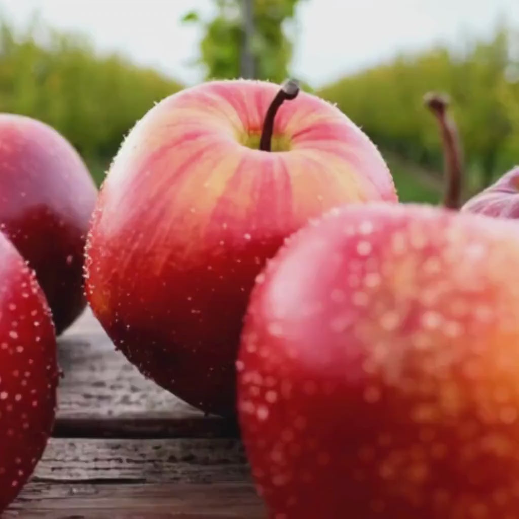 Freeze Dried Apples: Healthy Crunchy Fruit Snack - 0.5 oz / 1 oz Bags