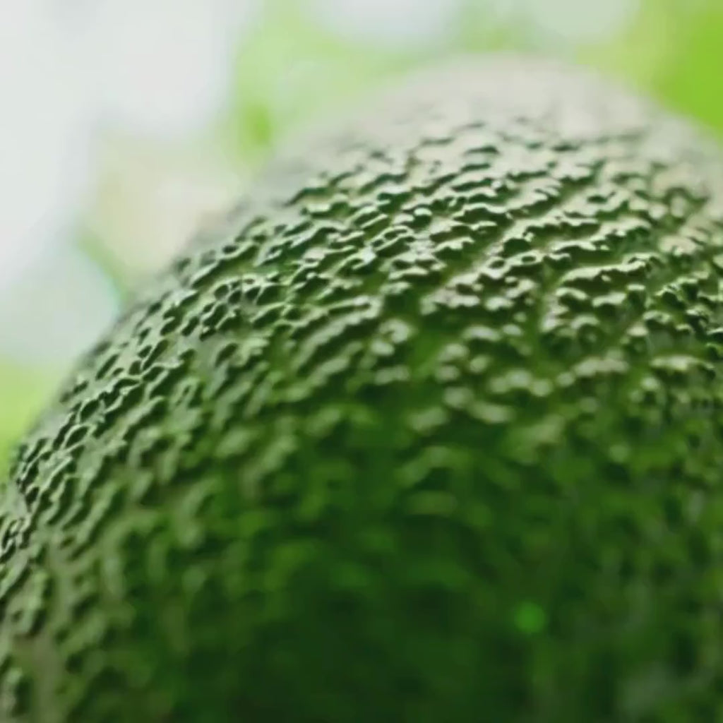Avocado Leaf Herbal Tincture, Small Batch Botanical Extract Drops