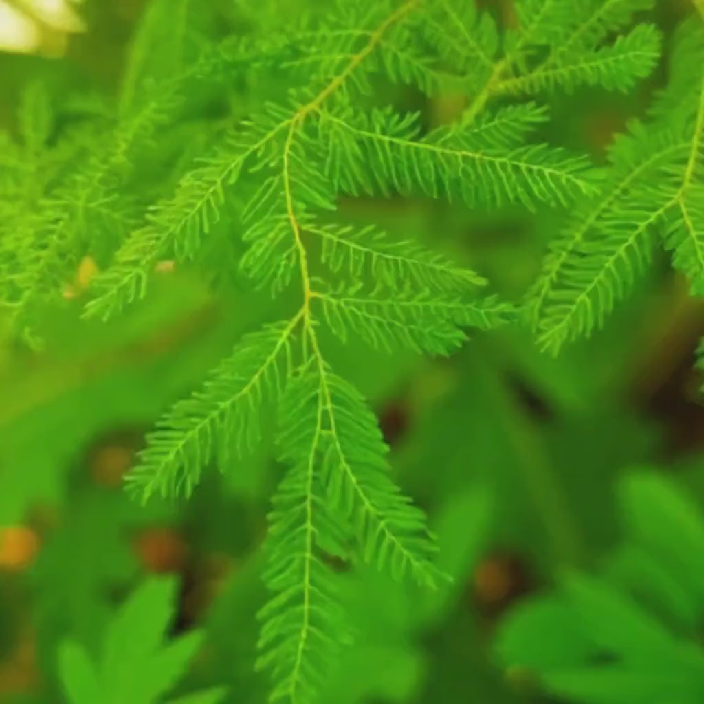 Tree of Life Tincture – Herbal Extract Blend