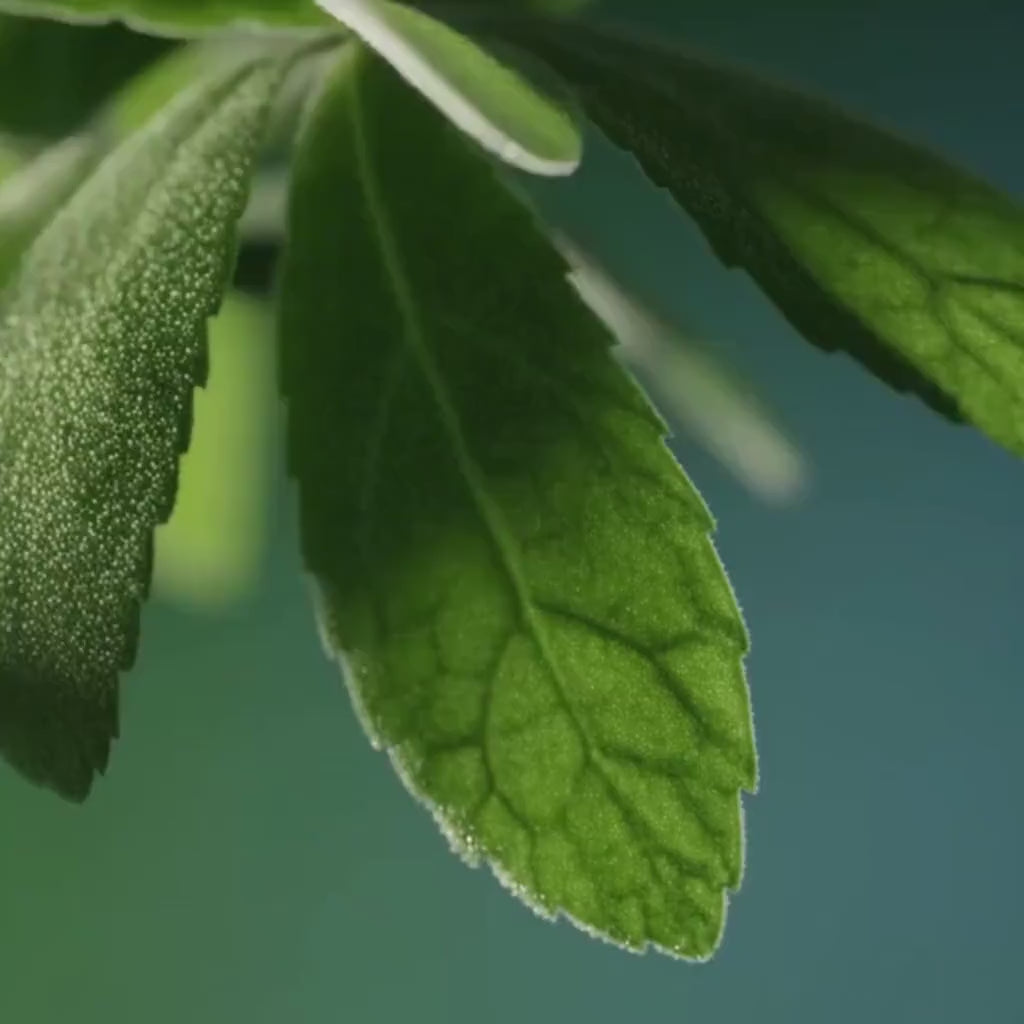 Oregano Leaf Herbal Tincture | Botanical Wellness Drops