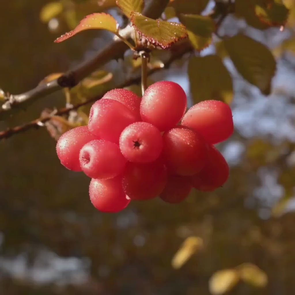 Hawthorn Berry Tincture | Organic Hawthorn Extract | Traditional Herbal Wellness Support