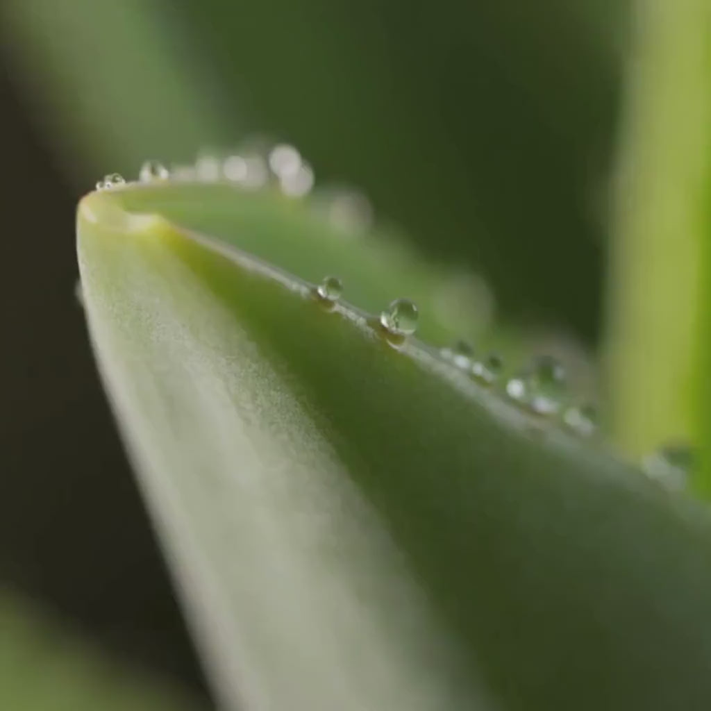 Aloe Vera Oil | Lightweight Botanical Oil for Skin & Hair