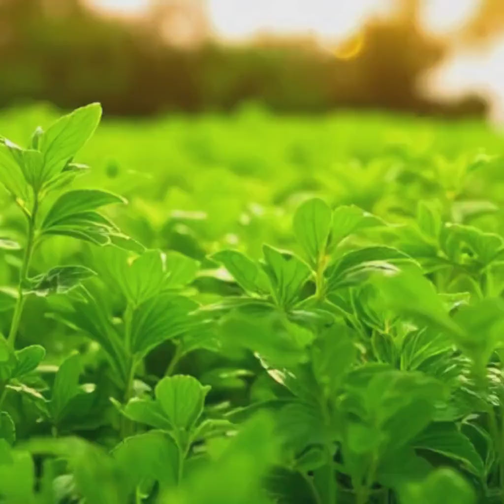 Herbal Fresh Breath Spray, Spearmint Clove Cinnamon, Natural Mouth Freshener