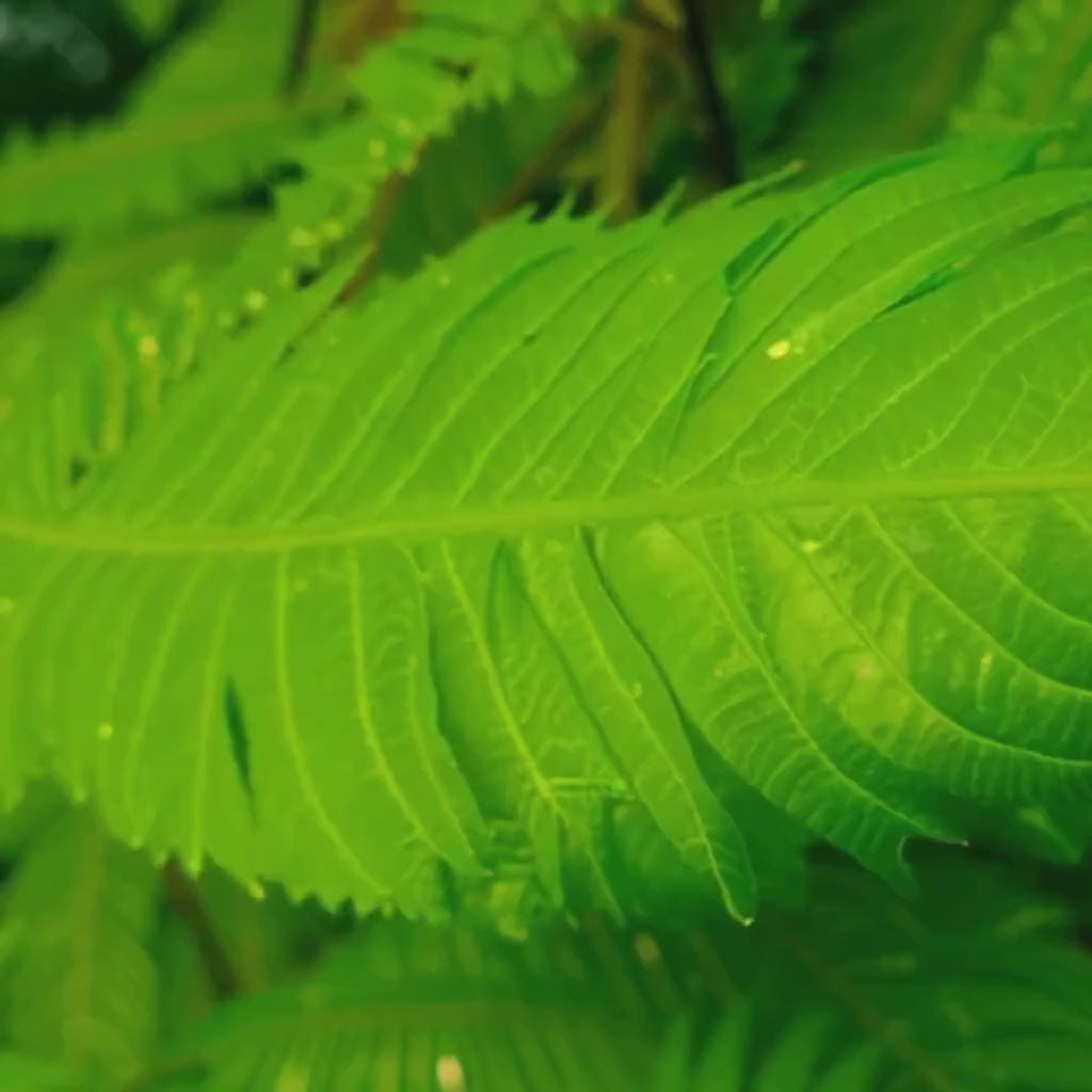 Neem Leaf Tincture | Alcohol Herbal Extract